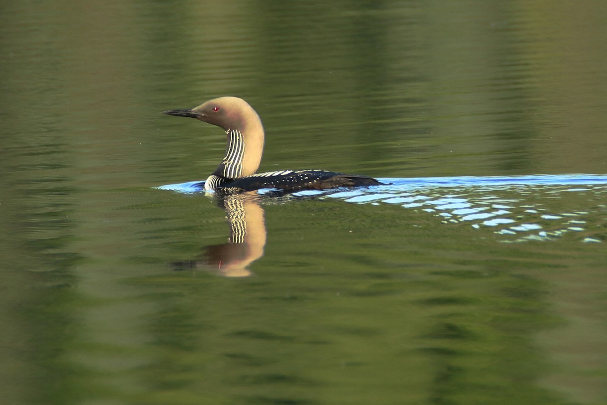 Pacific Loon - ML168747731