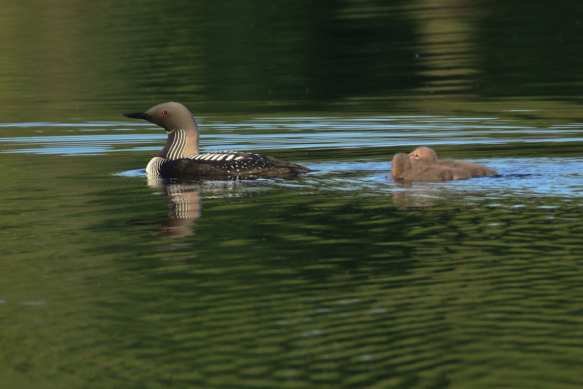 Pacific Loon - ML168747741