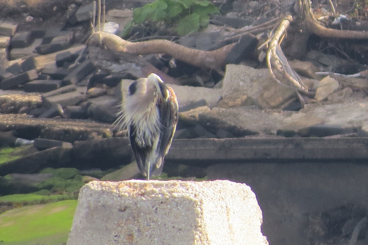 Great Blue Heron - Anonymous