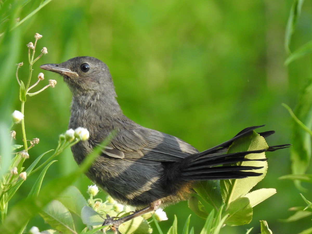 Gray Catbird - ML168748211