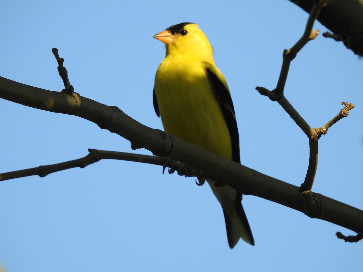 American Goldfinch - ML168748461