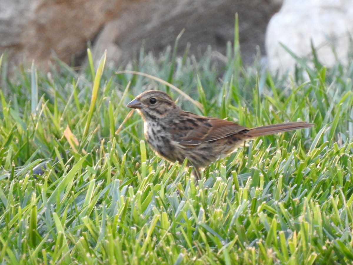 Song Sparrow - Ron Marek