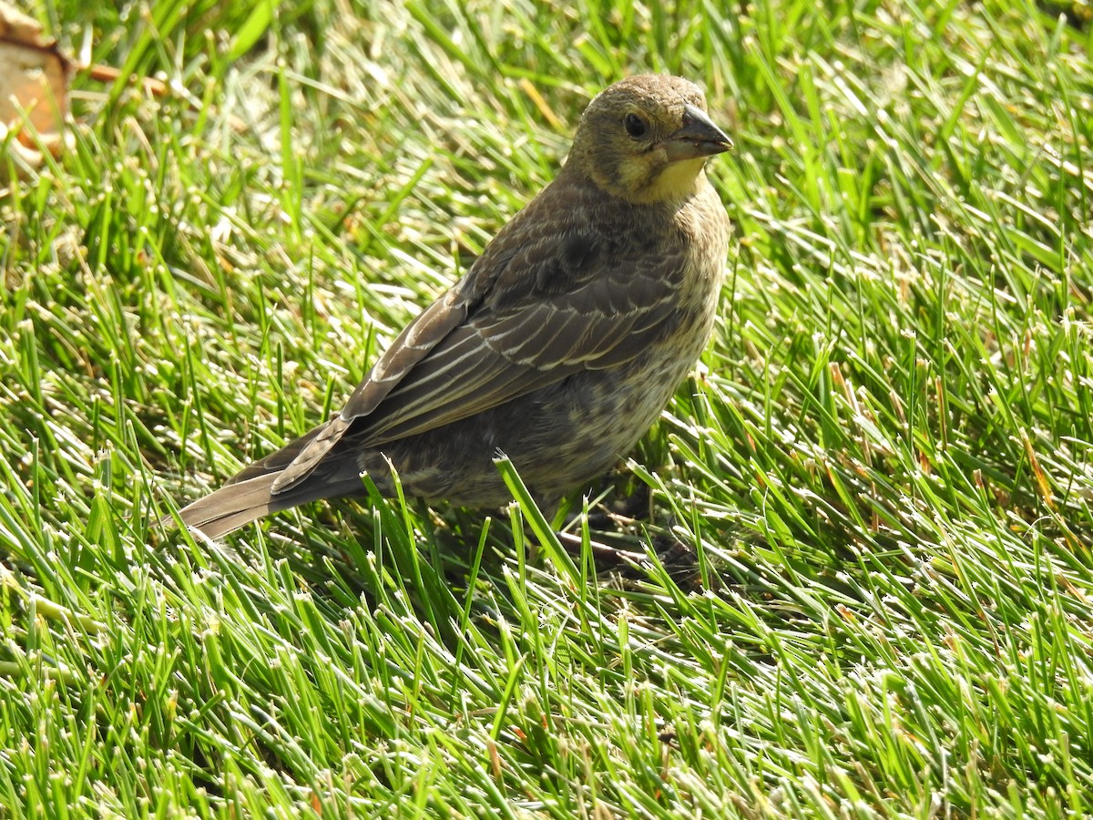 Brown-headed Cowbird - ML168748741