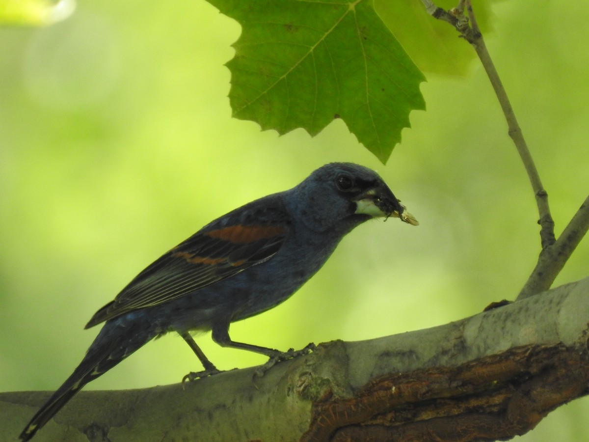 Blue Grosbeak - ML168748841