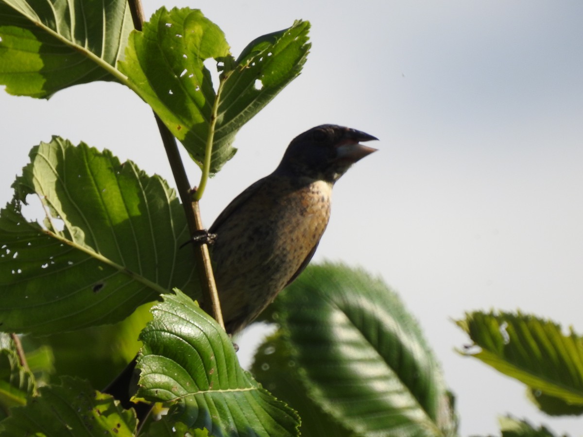 Blue Grosbeak - ML168748851