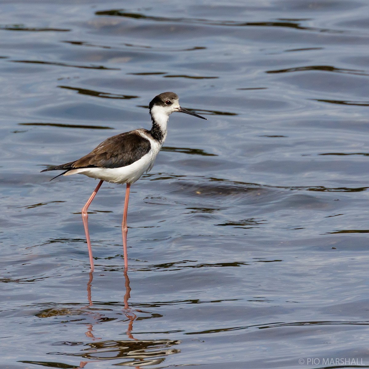 Schwarznacken-Stelzenläufer - ML168749611