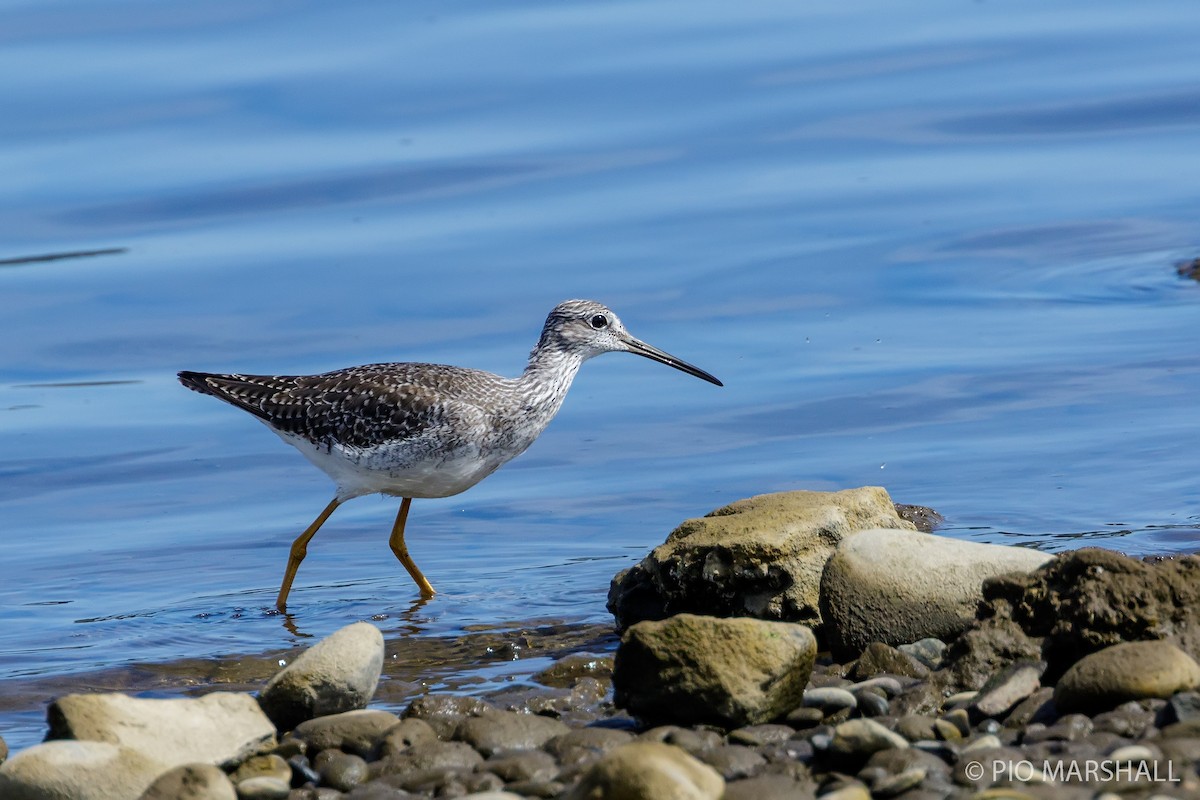 Greater Yellowlegs - ML168749641