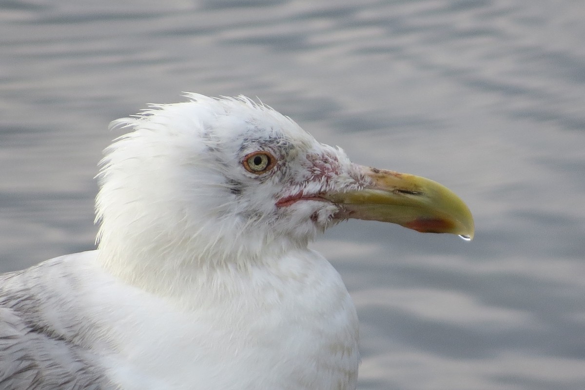 Herring Gull - ML168749841