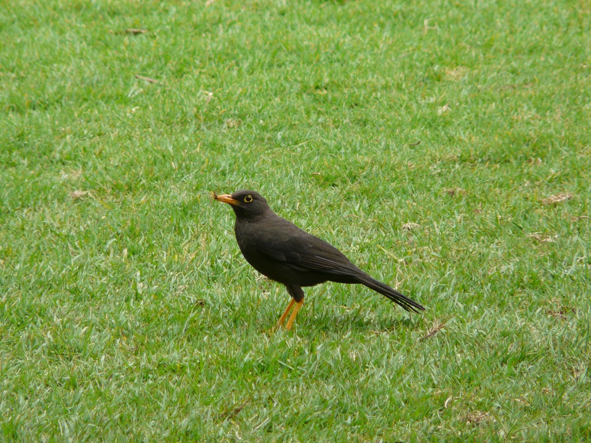 Great Thrush - Bill Crins