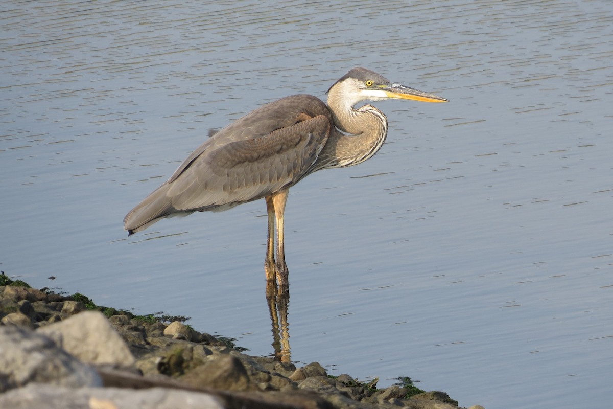 Great Blue Heron - Anonymous