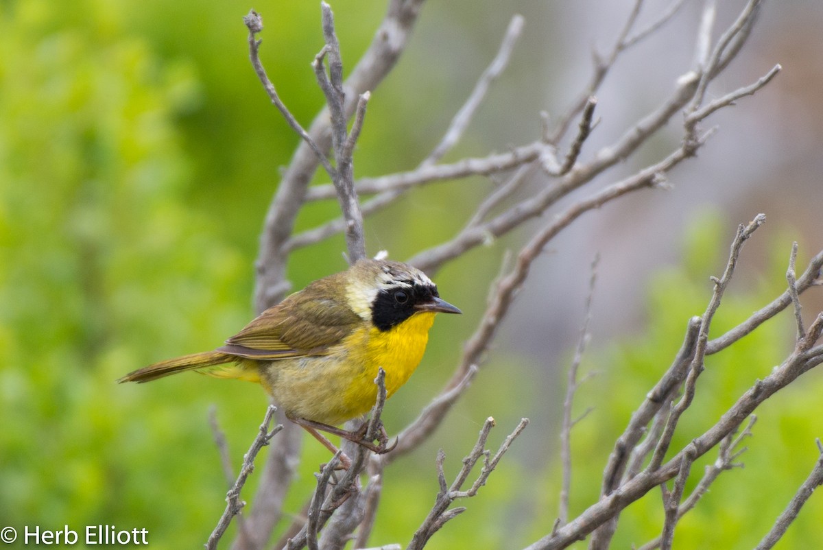 Common Yellowthroat - ML168750781