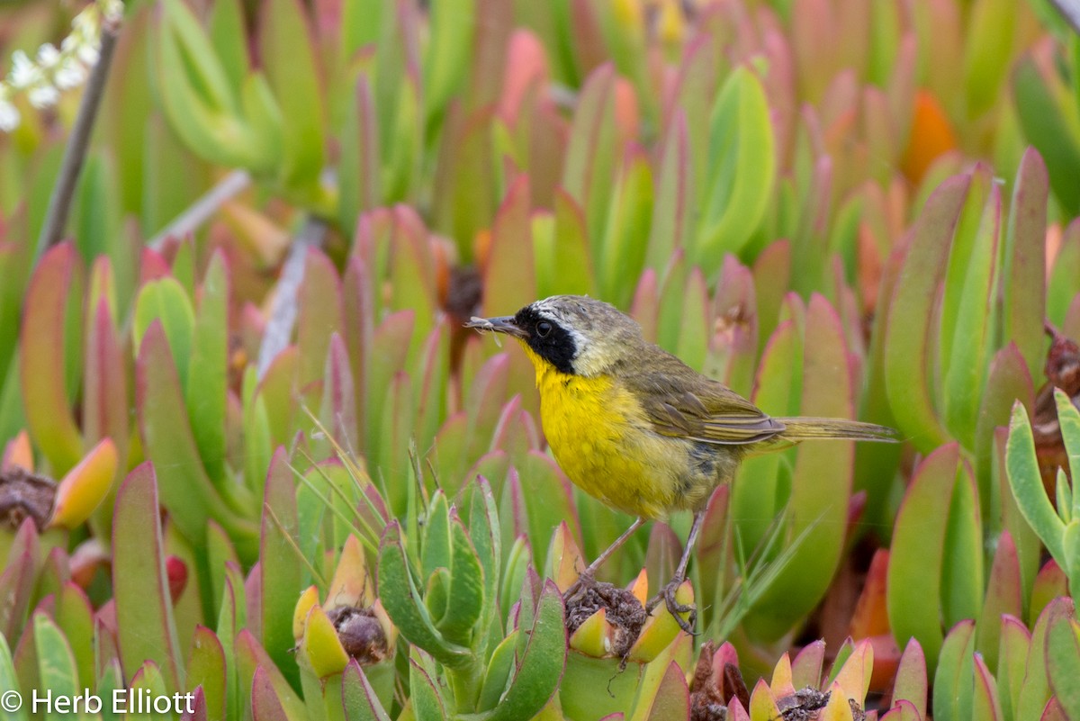 Common Yellowthroat - ML168750791