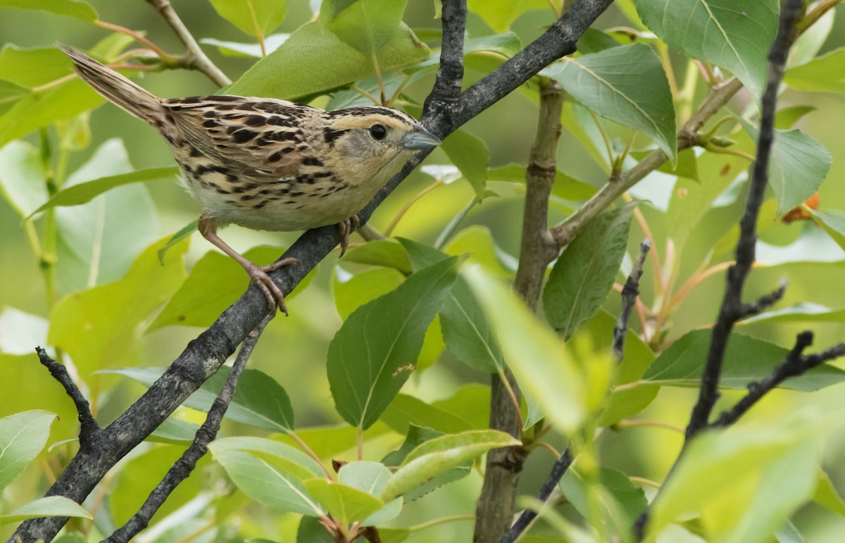 LeConte's Sparrow - ML168751431