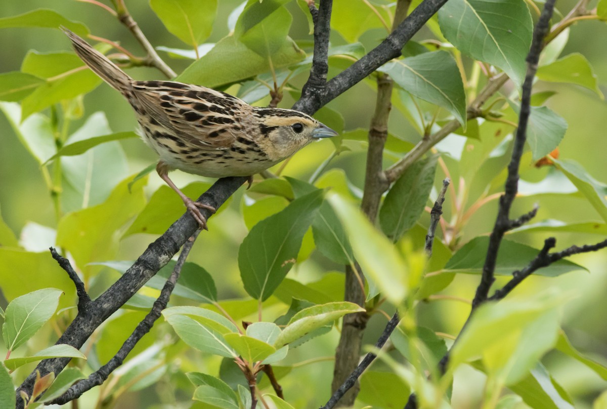 LeConte's Sparrow - ML168751471