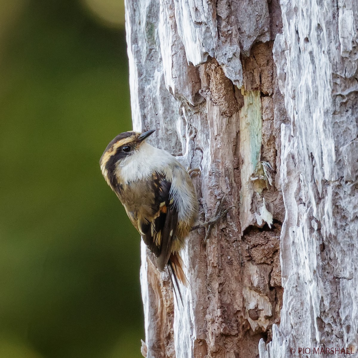 Thorn-tailed Rayadito - ML168751941