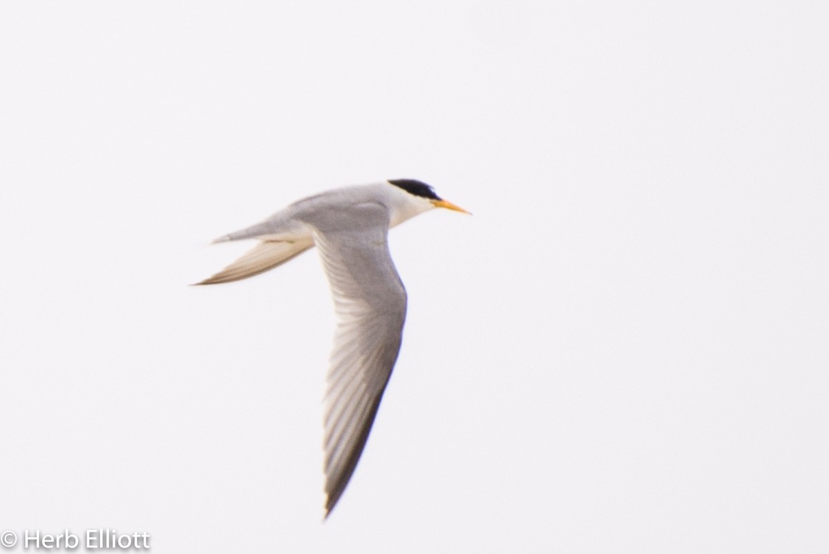 Least Tern - ML168752141