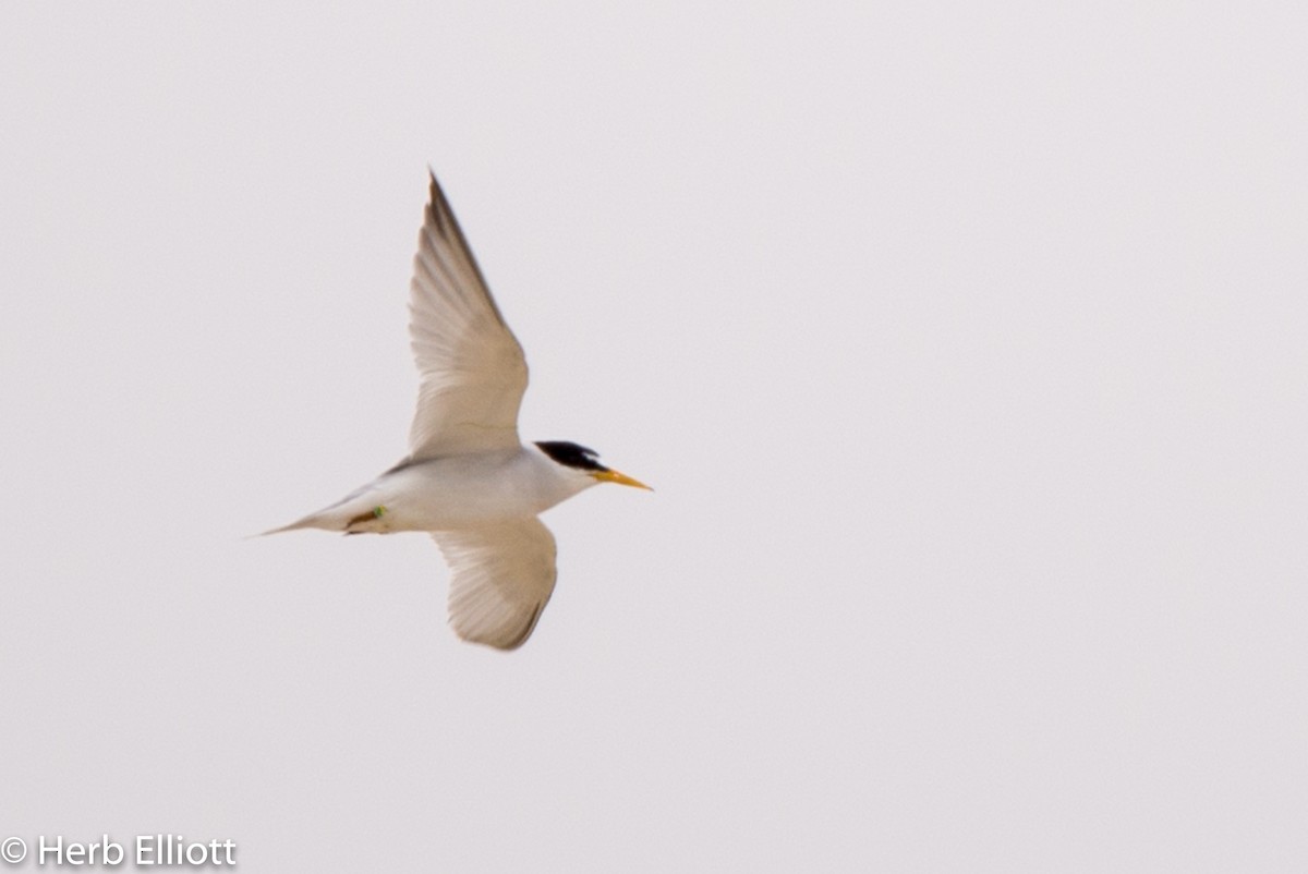 Least Tern - ML168752151