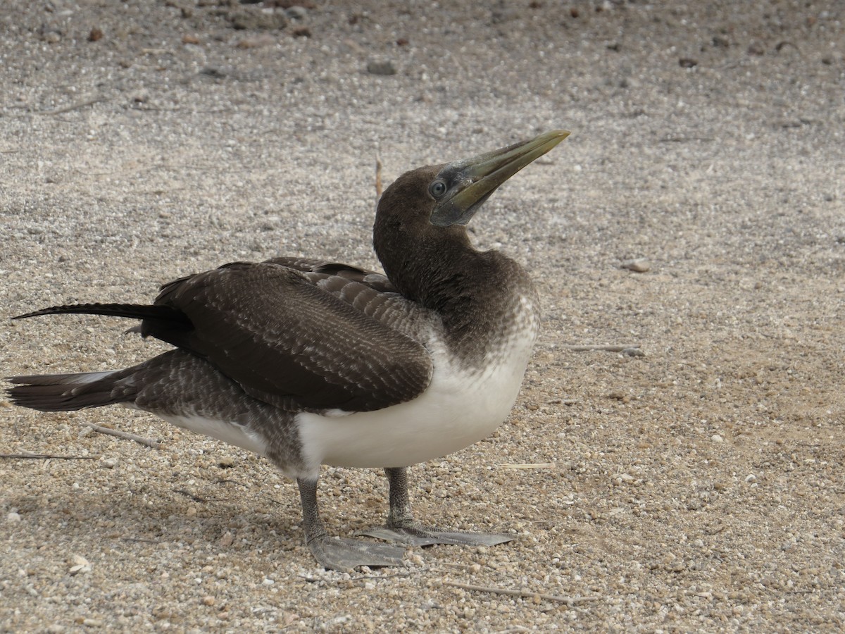 Nazca Booby - Ann Truesdale