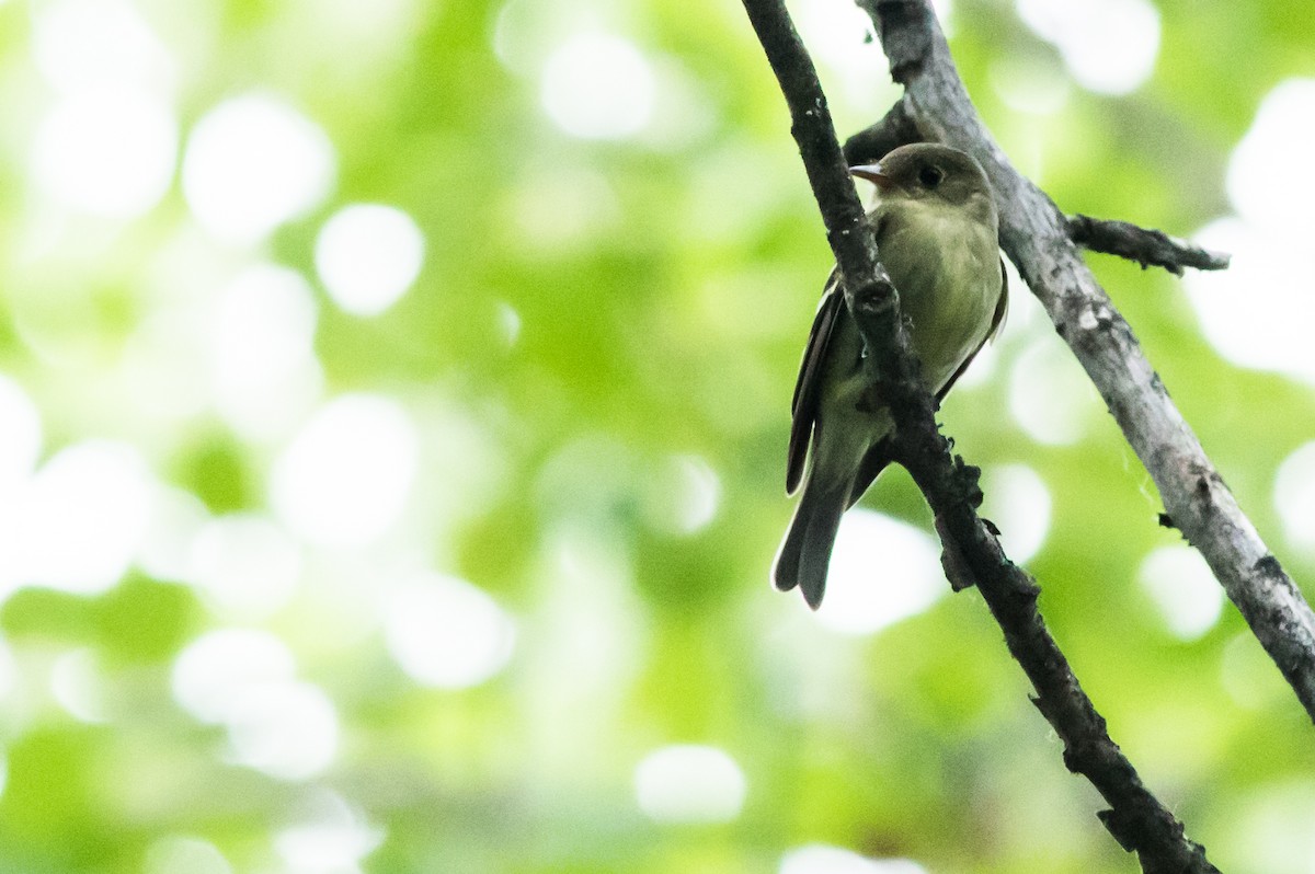 Yellow-bellied Flycatcher - ML168754221