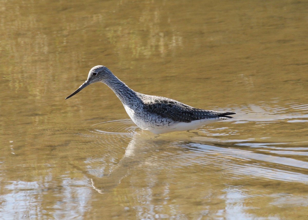 Common Greenshank - Sandy Vorpahl