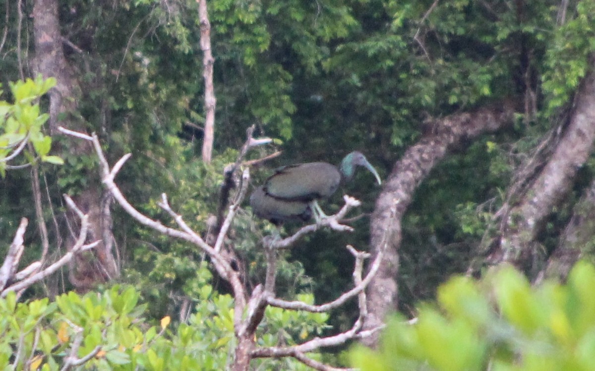 Ibis vert - ML168756591