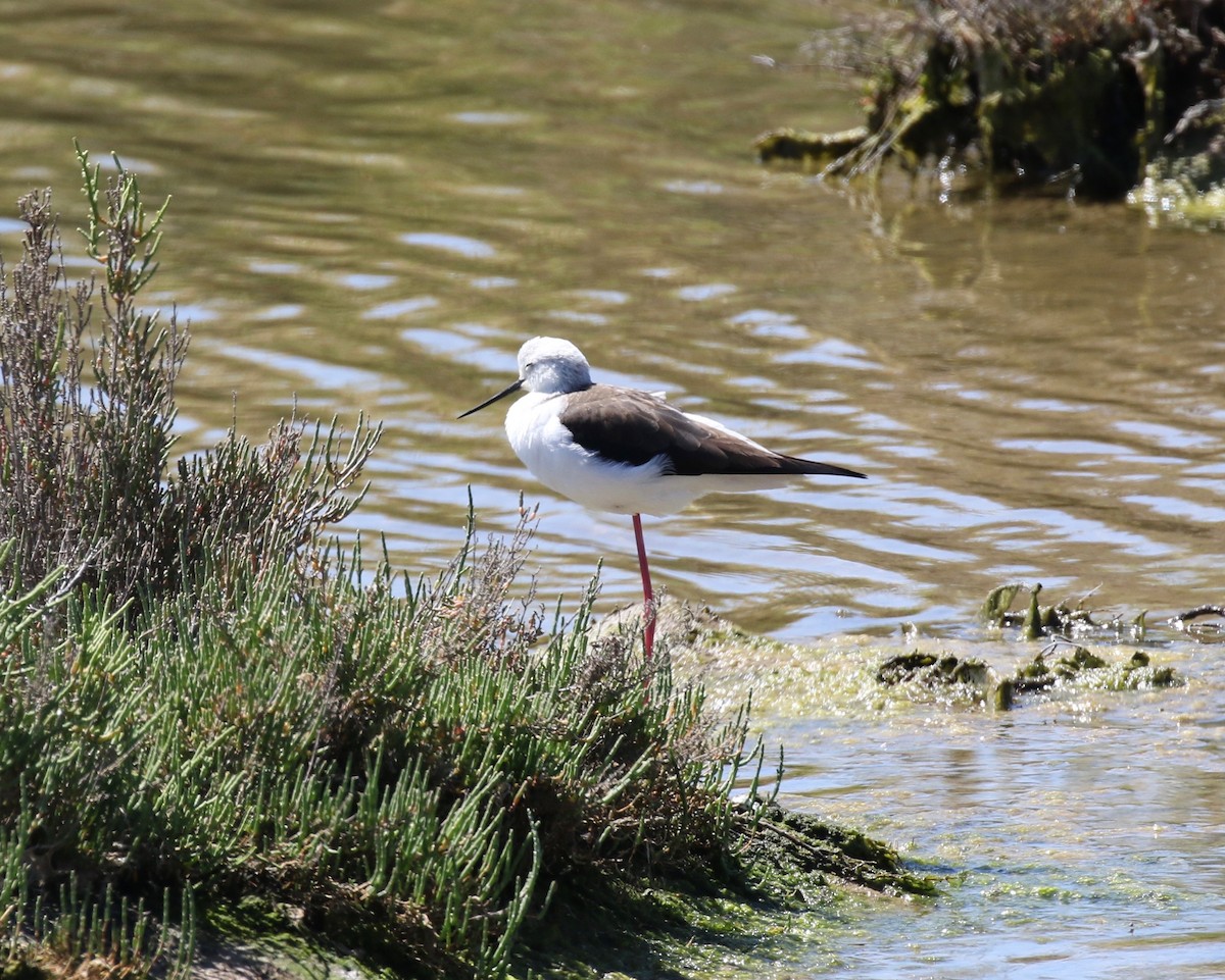 Black-winged Stilt - ML168756761