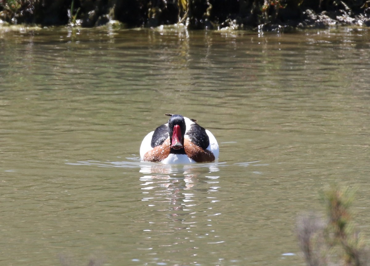 Common Shelduck - ML168757221