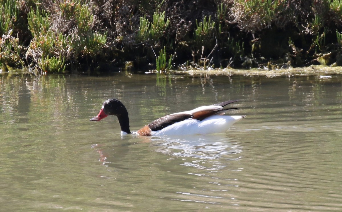 Common Shelduck - Sandy Vorpahl