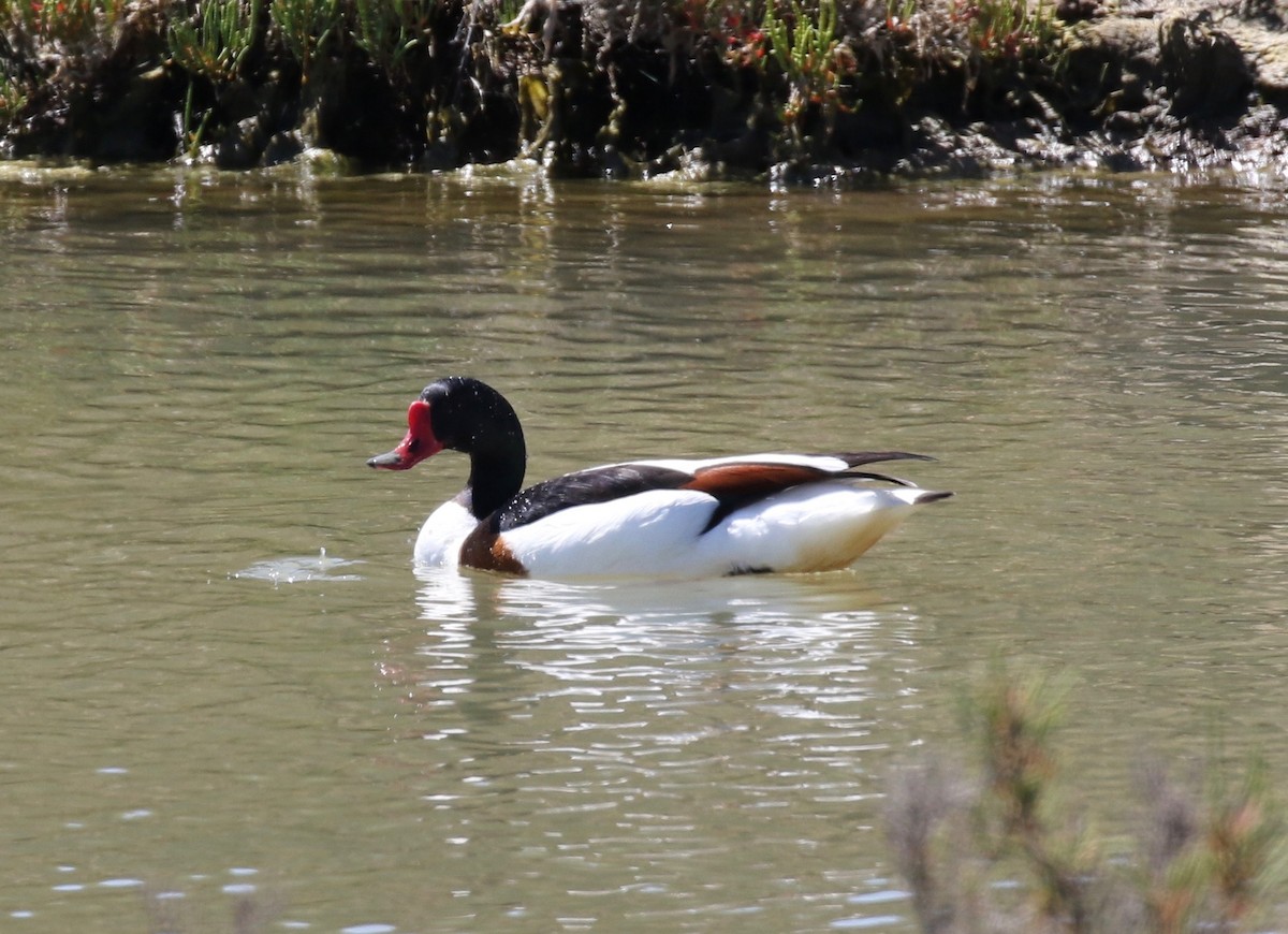 Common Shelduck - ML168757301