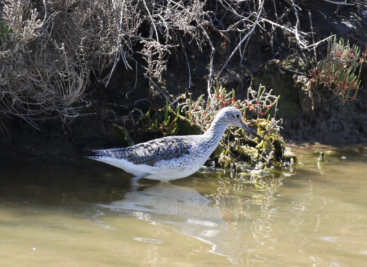 Common Greenshank - ML168757481