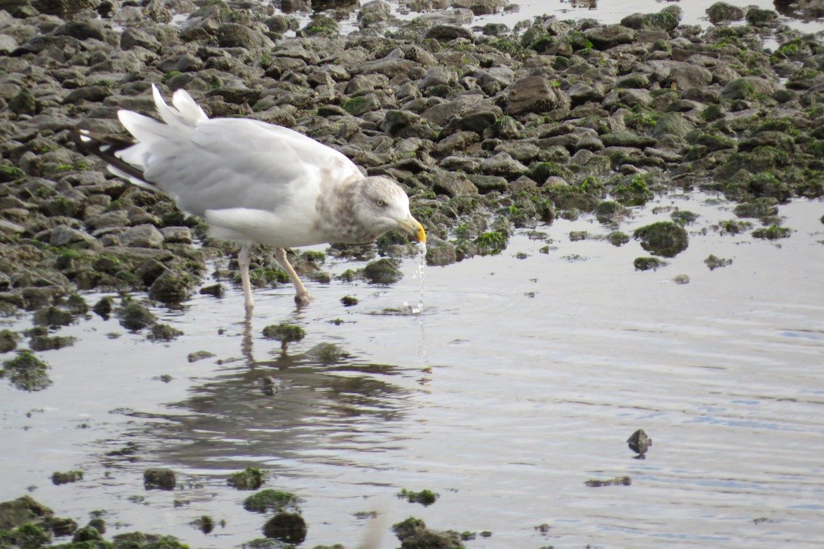 Herring Gull - ML168757511