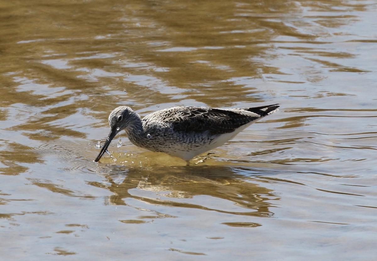 Common Greenshank - Sandy Vorpahl