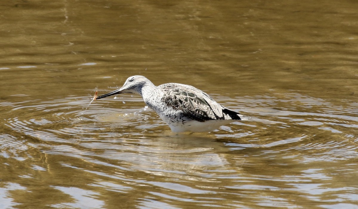 Common Greenshank - ML168757581