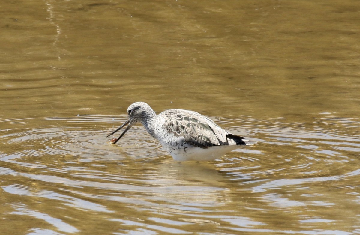 Common Greenshank - ML168757601