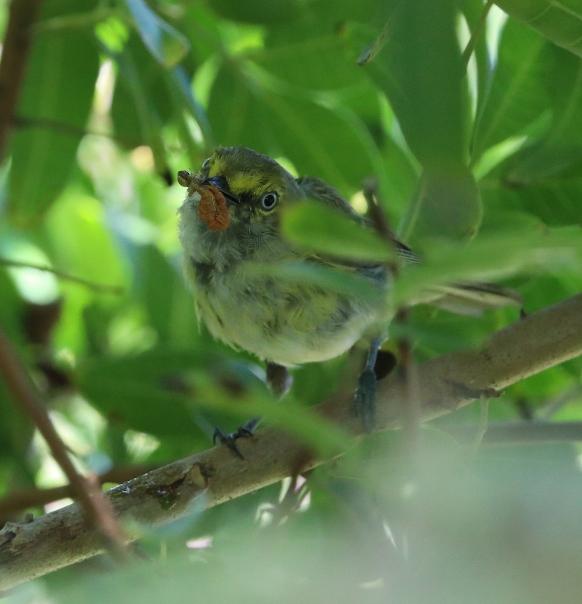 White-eyed Vireo - ML168757611