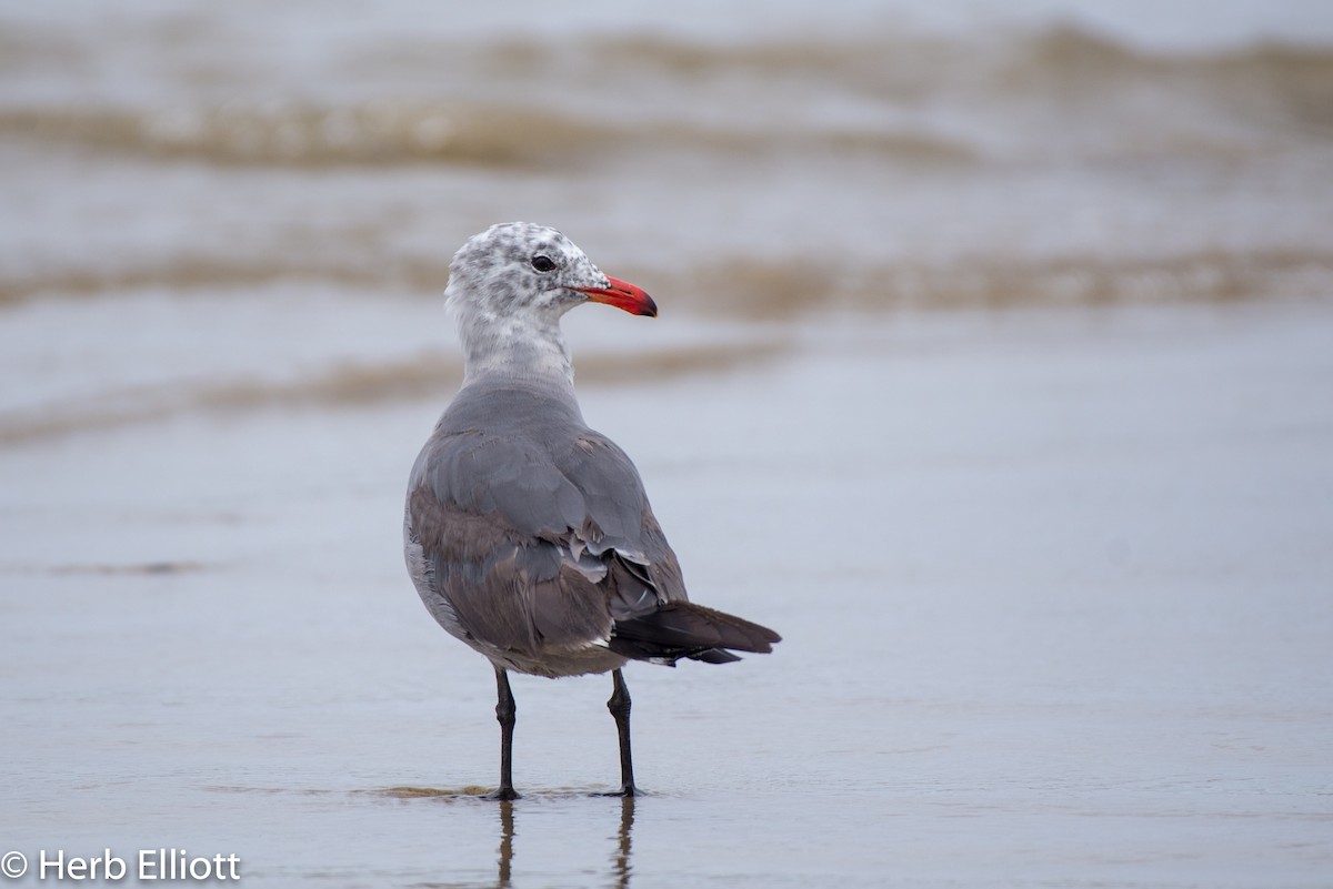 Heermann's Gull - ML168757751