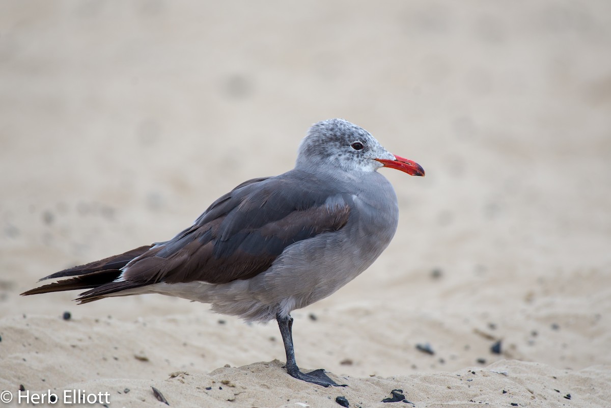 Gaviota Mexicana - ML168758241