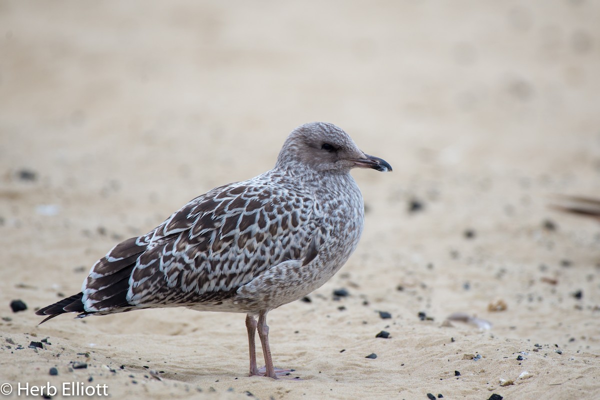 Gaviota Californiana - ML168758491