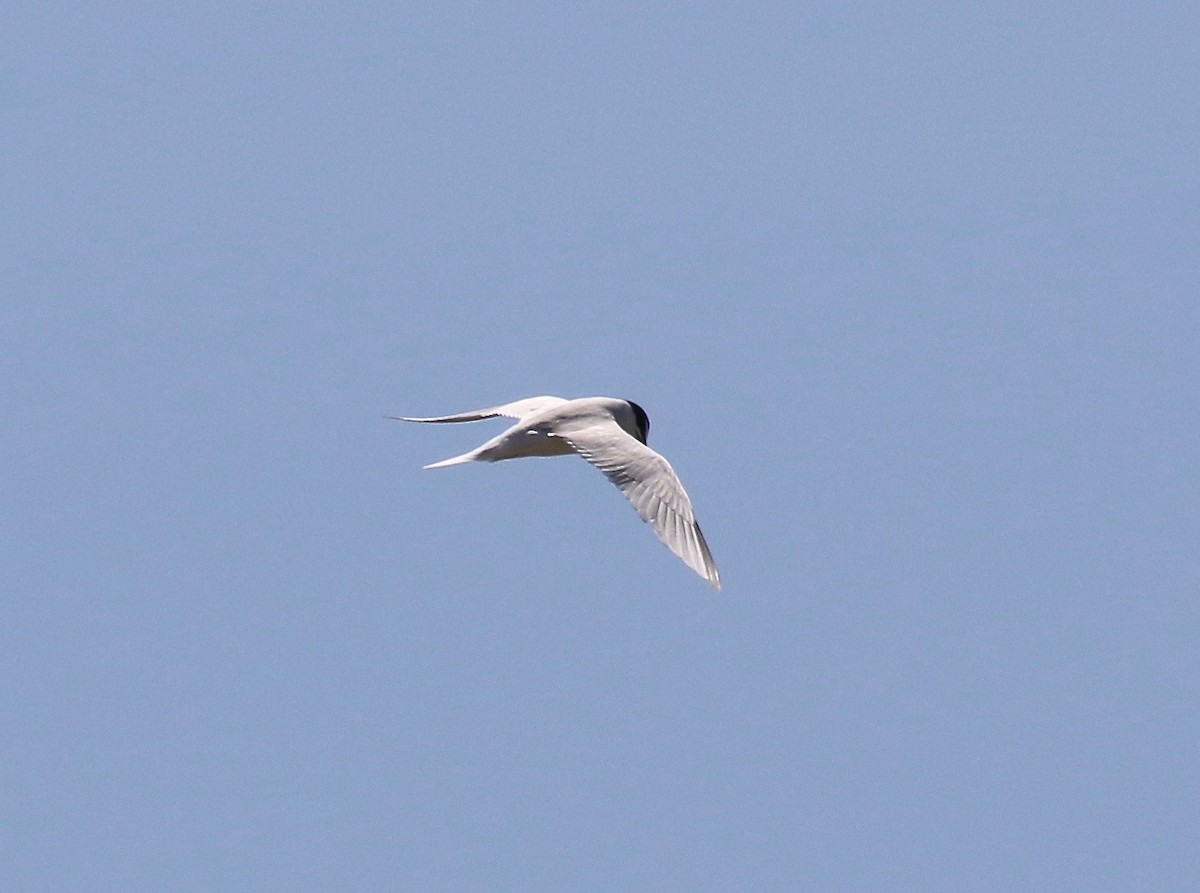 Little Tern - ML168758511