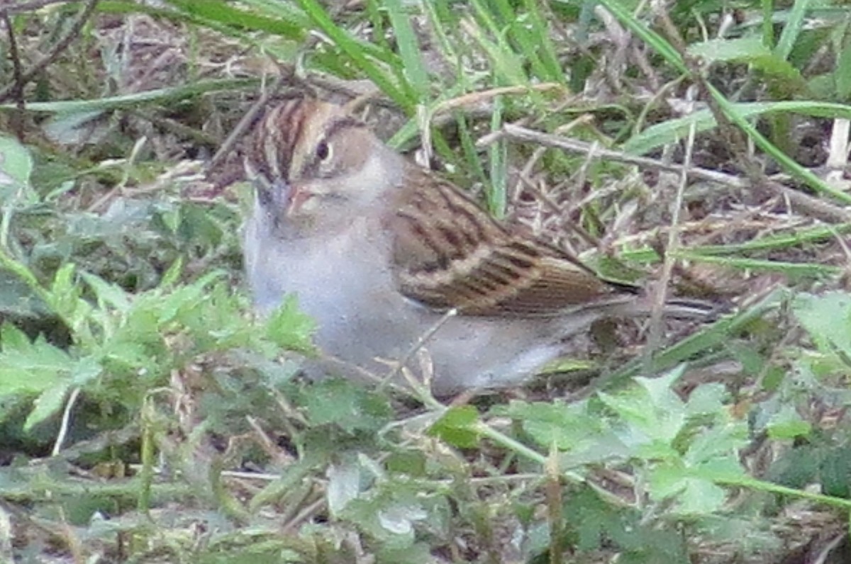 Chipping Sparrow - ML168759161