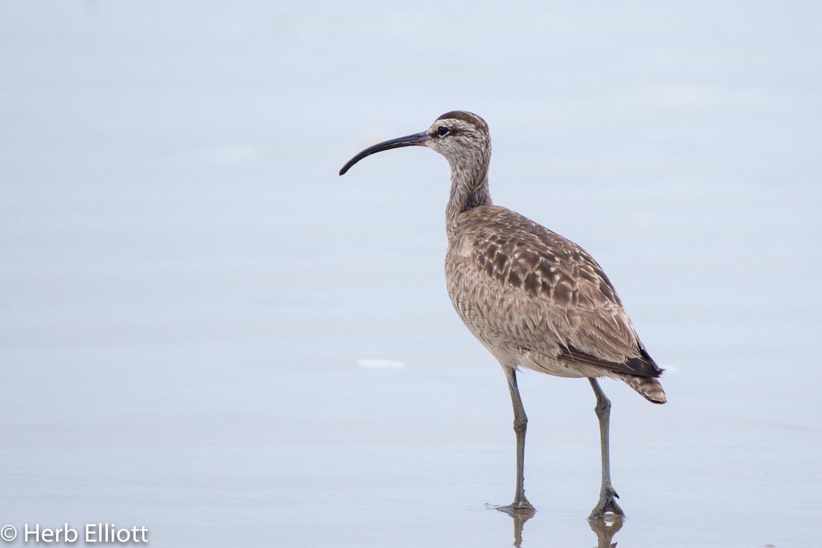 Whimbrel - ML168759191