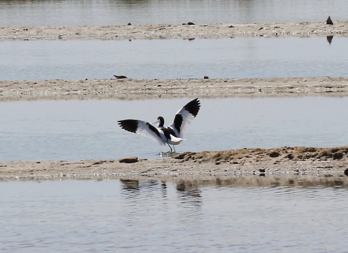 Pied Avocet - Sandy Vorpahl