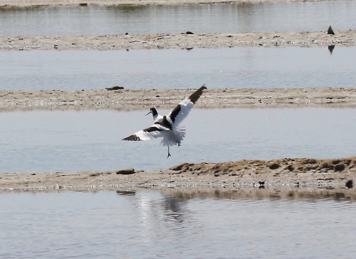 Pied Avocet - Sandy Vorpahl