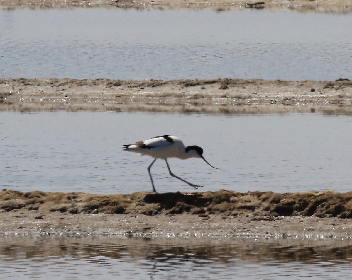 Pied Avocet - Sandy Vorpahl