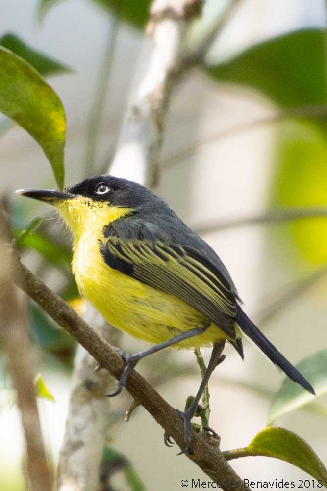 Common Tody-Flycatcher - ML168760161