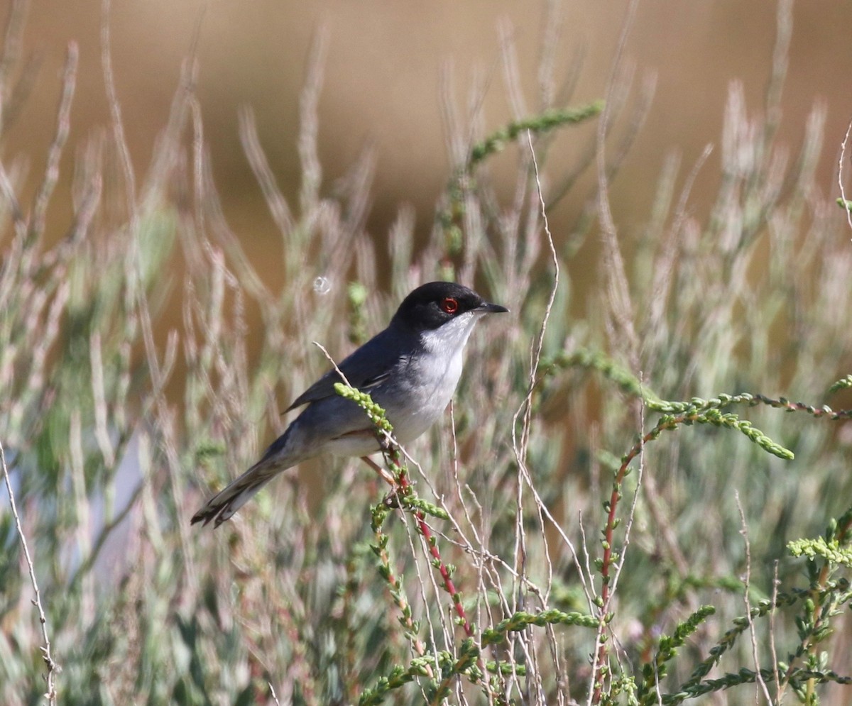 Sardinian Warbler - Sandy Vorpahl