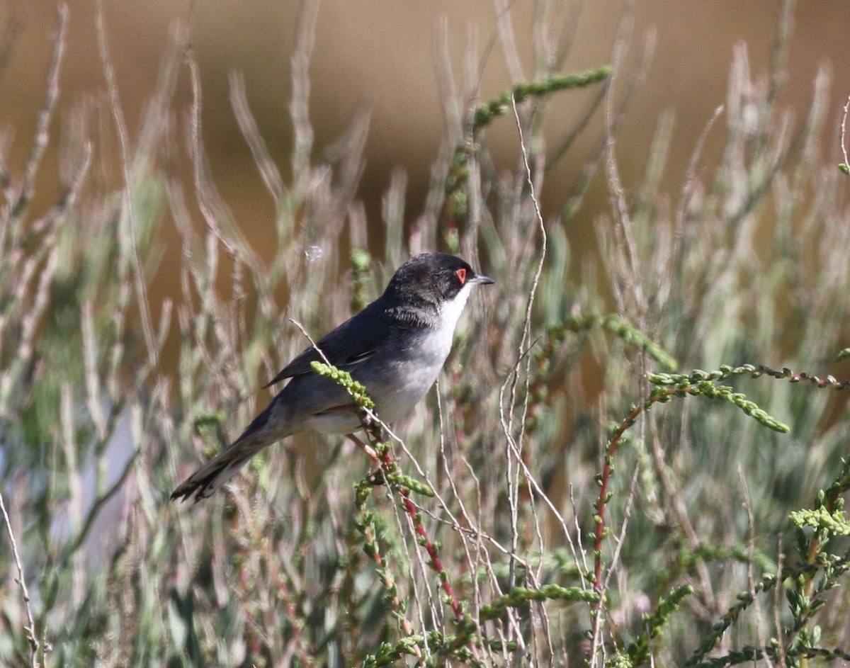 Sardinian Warbler - Sandy Vorpahl