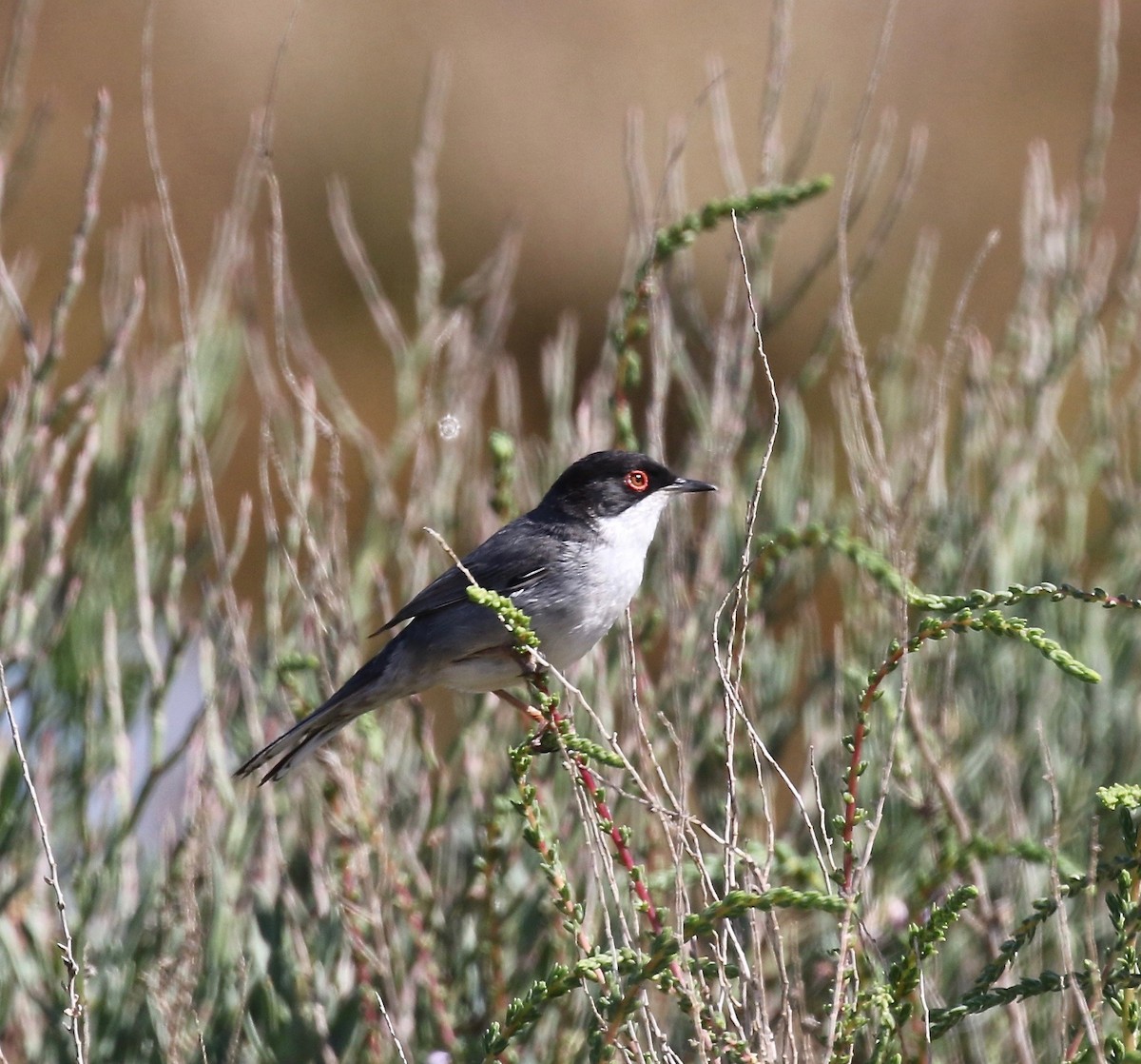 Sardinian Warbler - Sandy Vorpahl