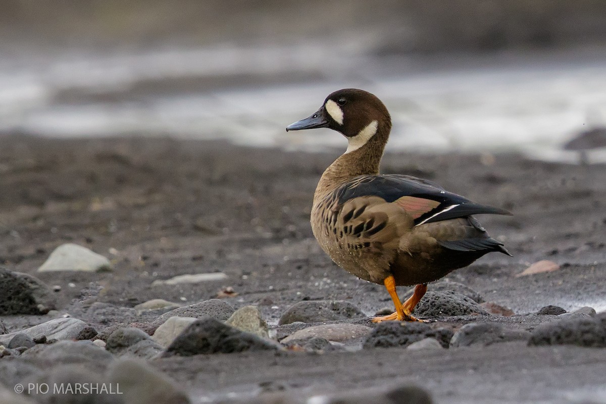 Spectacled Duck - Pio Marshall