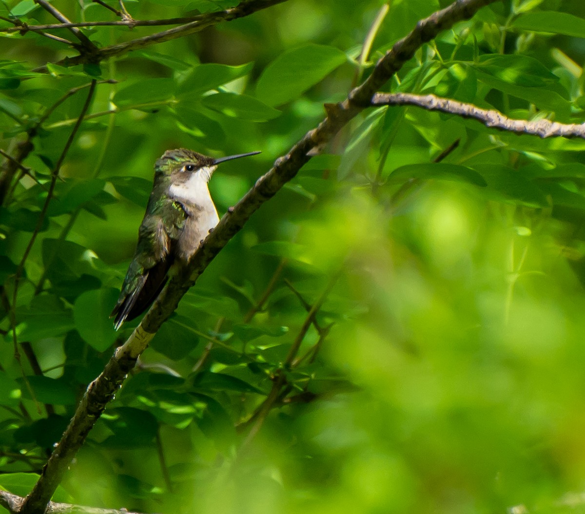 Ruby-throated Hummingbird - Damon Haan